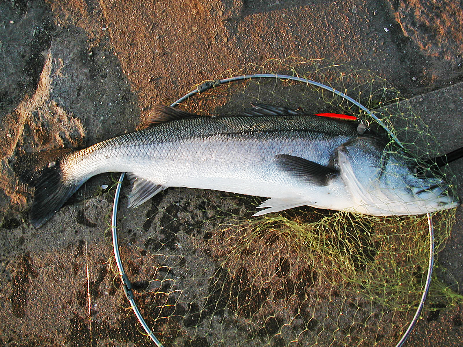 シーバスの釣り方入門 シーバスの釣り方入門