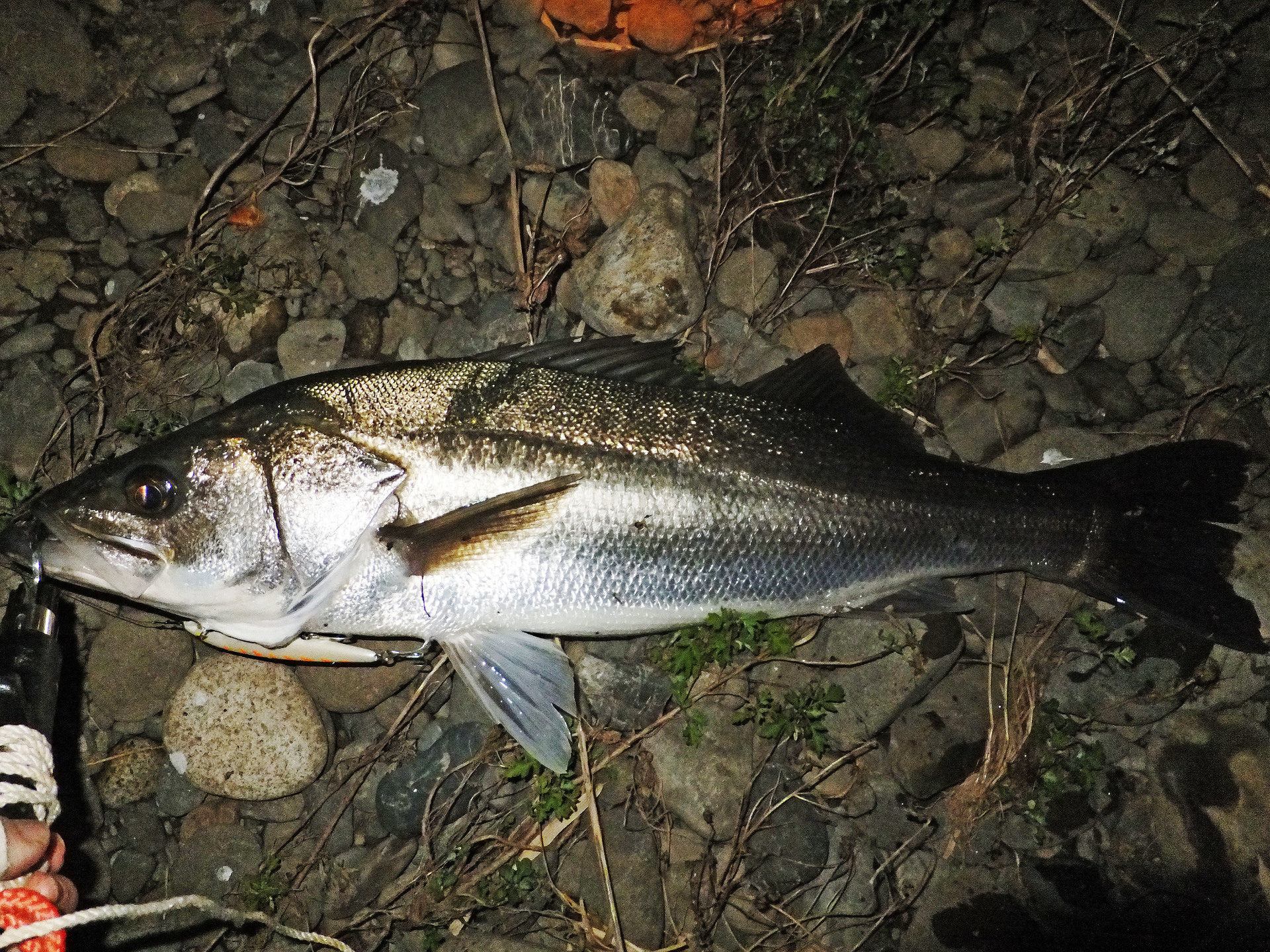 シーバスの釣り方入門 スズキ 鱸 とは